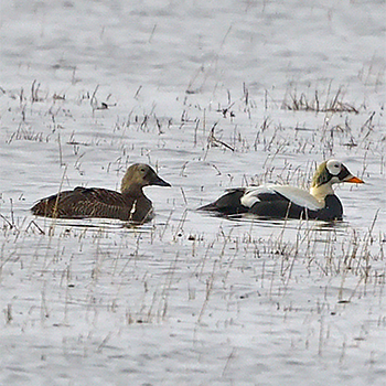 Spectacled Eiders