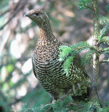 Spruce Grouse