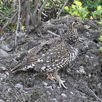 Spruce Grouse