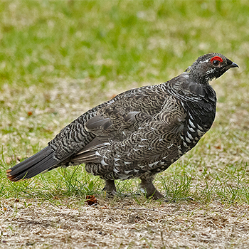 Spruce Grouse