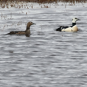 Steller's Eiders