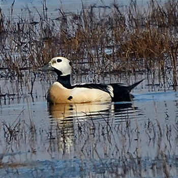 Steller's Eider
