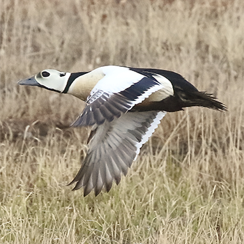 Steller's Eider