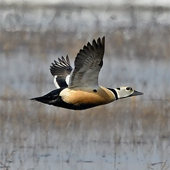 Steller's Eider