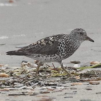 Surfbird