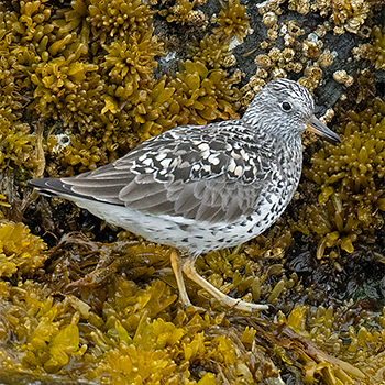 Surfbird
