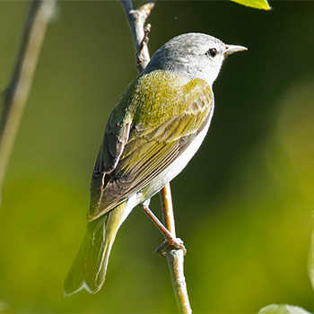 Tennessee Warbler