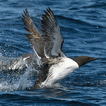Thick-billed Murre