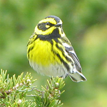 Townsend's Warbler