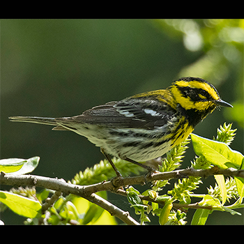 Townsend's Warbler