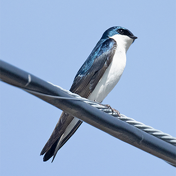 Tree Swallow