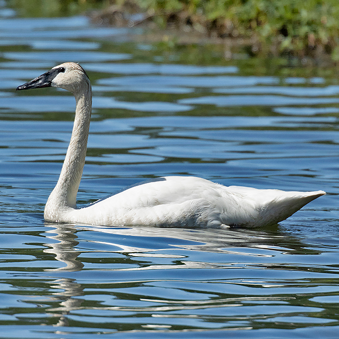 Trumpeter Swan