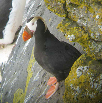 Tufted Puffin