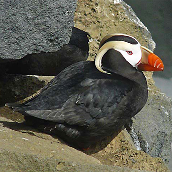 Tufted Puffin