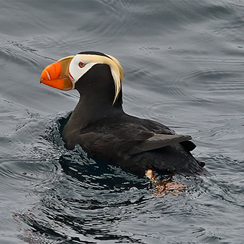 Tufted Puffin
