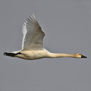 Tundra Swan