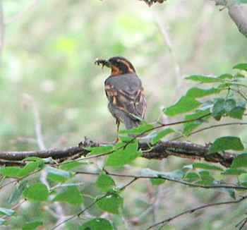 Varied Thrush