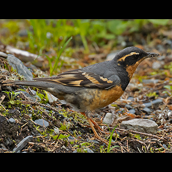 Varied Thrush