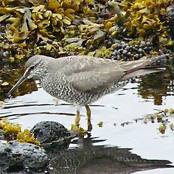 Wandering Tattler