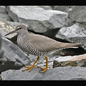 Wandering Tattler