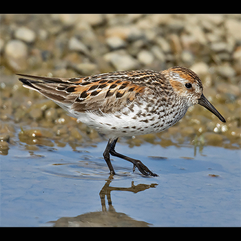 Western Sandpiper