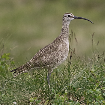 Whimbrel