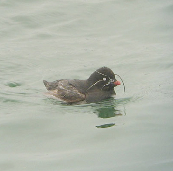 Whiskered Auklet