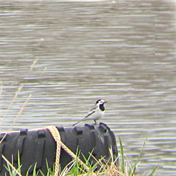White Wagtail (<em>ocularis</em>)