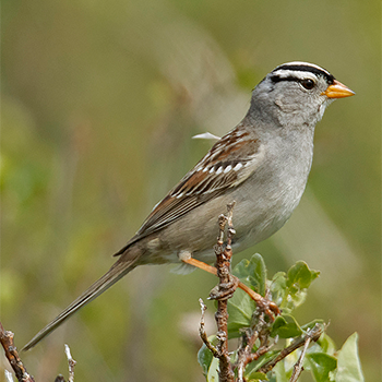 White-crowned Sparrow