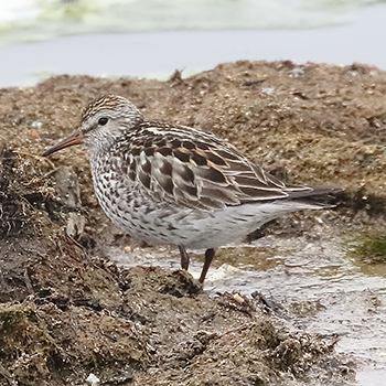 White-rumped Sandpiper