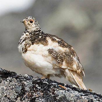 White-tailed Ptarmigan
