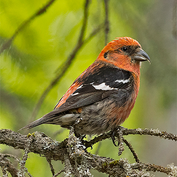 White-winged Crossbill