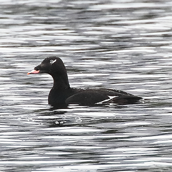 White-winged Scoter (<em>deglandi</em>)