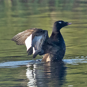 White-winged Scoter