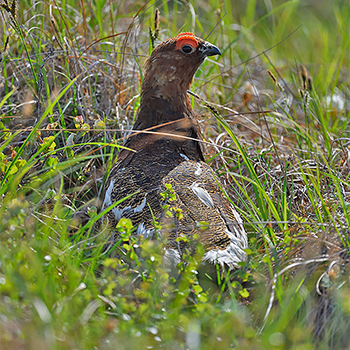 Willow Ptarmigan