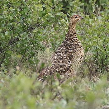 Willow Ptarmigan