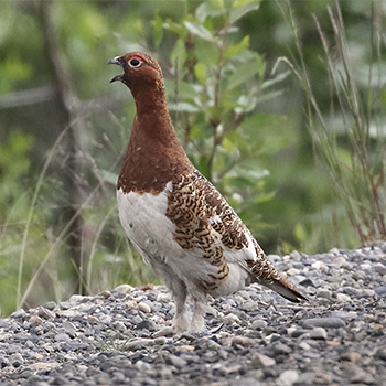 Willow Ptarmigan