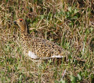 Willow Ptarmigan