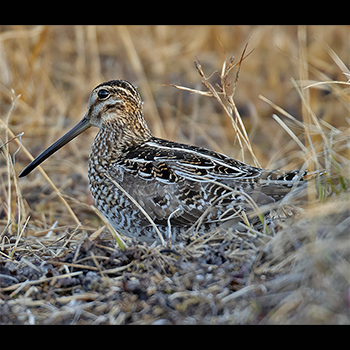 Wilson's Snipe