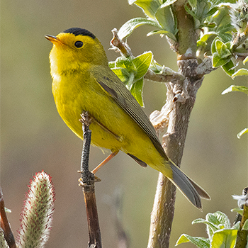 Wilson's Warbler