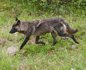 Wolf