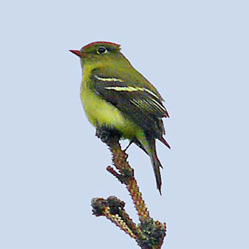 Yellow-bellied Flycatcher