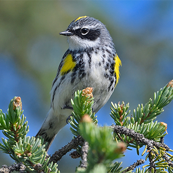 Yellow-rumped (Myrtle) Warbler