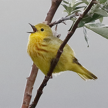 Yellow Warbler