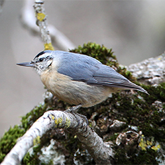 Algerian Nuthatch