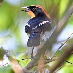 Braun's Bushshrike