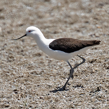 Andean Avocet