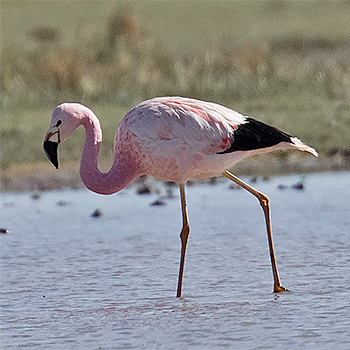 Andean Flamingo