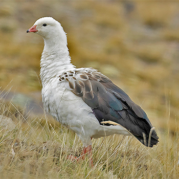 Andean Goose