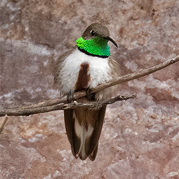 Andean Hillstar
